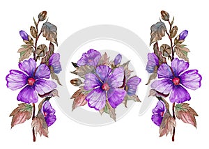 Purple malva flowers on a stem with leaves and buds. Set of illustrations. Fresh mallows isolated on white background.