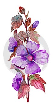 Purple malva flowers on a stem with red leaves and buds. Fresh mallows isolated on white background. Watercolor painting.