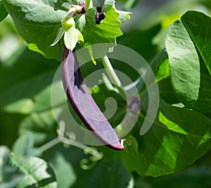 Purple mangetout pod - shiraz