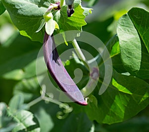 Purple mangetout pod - shiraz photo
