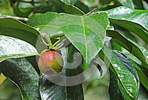 Purple Mangosteen Fruit in Tree