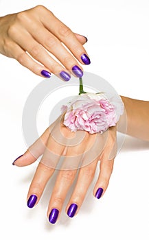 Purple manicure and pink rose
