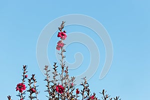 Purple manuka tree flowers against blue sky