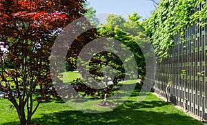 Purple maple Acer Palmatum Atropurpureum near decorative wall in Japanese courtyard in public landscaped city park