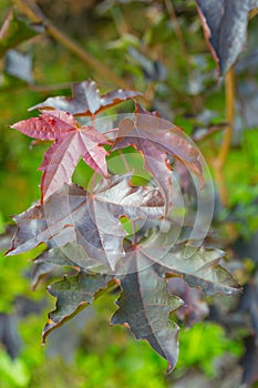 Purple maple leaves. Autumn backgrond. Close-up. Vertical shot