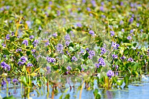 Purple march flowers, Ibera Argentina