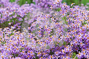 Purple Marguerite daisy flowers blooming