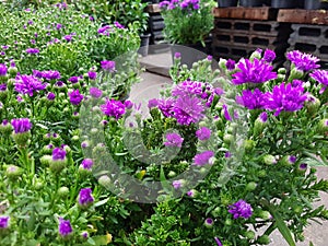 Purple marguerite flower plant in garden