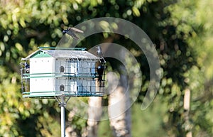 Purple martin birds Progne subis fly and perch around a birdhouse photo