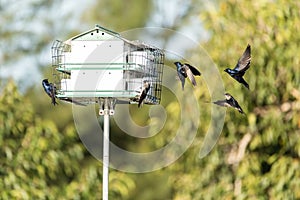 Purple martin birds Progne subis fly and perch on a house over a pond photo