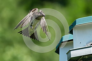 Purple Martin - Progne subis