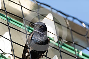 Purple martin Progne subis bird in a birdhouse photo
