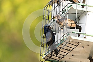 Purple martin Progne subis birds cluster into a bird house photo