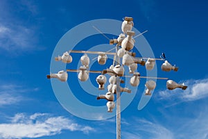Purple martin Progne subis nests made by environmentalist in the Hill Country, Texas to help preserve the rare swallow species photo
