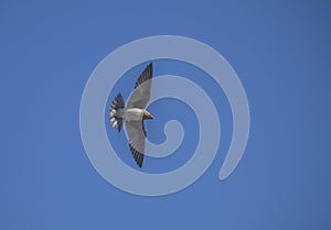 Purple Martin spread over the lake on a sunny summer day