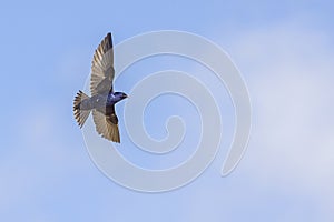 Purple Martin Swallow In Flight With Wingspan