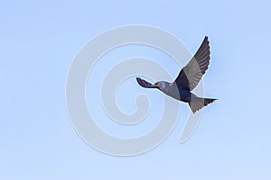 Purple Martin Swallow In Flight, Wingspan photo