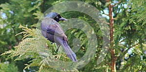 Purple Martin on a tree top