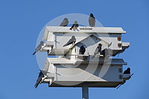 Purple Martins and Birdhouse