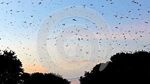 Purple Martins roosting at dusk