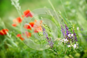 Purple meadow flower - wild meadow flower