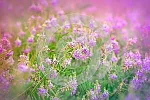 Purple meadow flowers