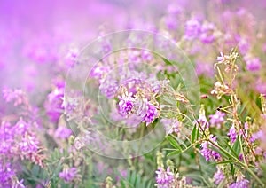 Purple meadow flowers
