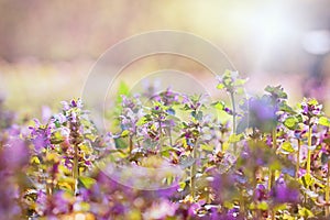 Purple meadow flowers