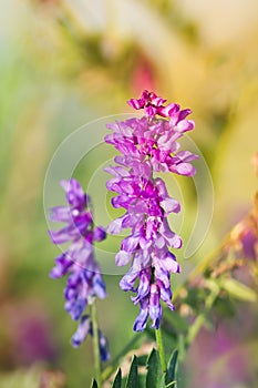 Purple meadow flowers