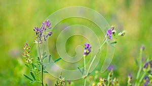 Purple meadow flowers on a blurred background