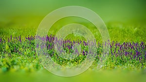 Purple meadow flowers on a green blurred background