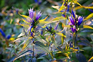 Purple meadow flowers in the rays of the rising sun