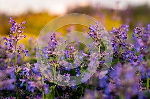 Purple meadow flowers during sunset