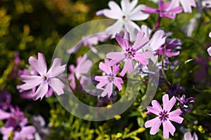 Purple meadow mallow flowers in green grass