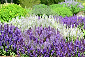 Purple meadow sage flowers