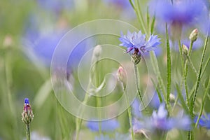 Purple meadow wild flower in soft focus shallow depth