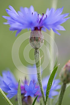 Purple meadow wild flower in soft focus shallow depth