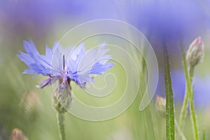 Purple meadow wild flower in soft focus shallow depth