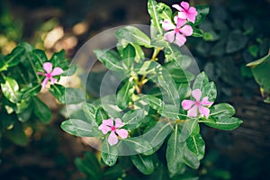 Purple melastome bloom in summer