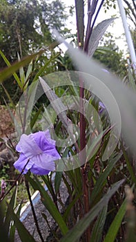 Purple mexican bluebell Ruellia simplex