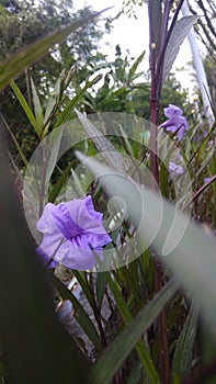 Purple mexican bluebell Ruellia simplex