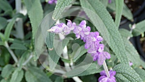 Purple Mexican Bush Sage Flower