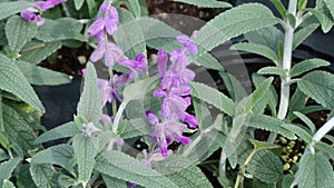 Purple Mexican Bush Sage Flowers