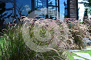 Purple Mexican grass and flower decorated in the garden, selective focus