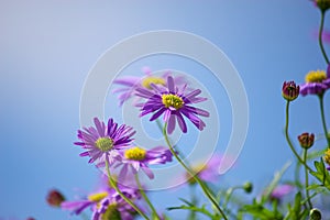 Purple Michaelmas daisies