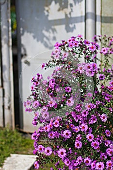 Purple Michaelmas daisy