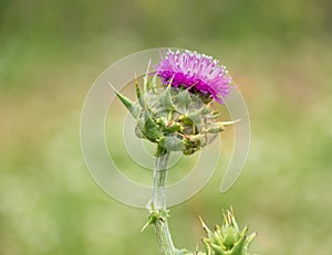 Purple Milk Thistle Flower Bloom growing in a field