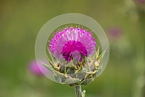 Purple Milk Thistle Flower Bloom growing in a field