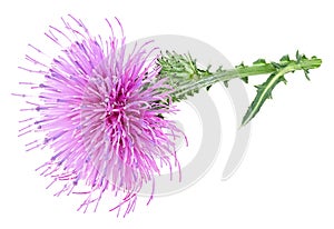 Purple milk thistle flower isolated on white background. Medicinal plant