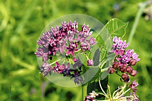 Purple Milkweed    604615